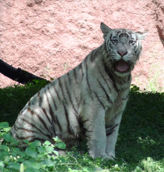 white tiger looking